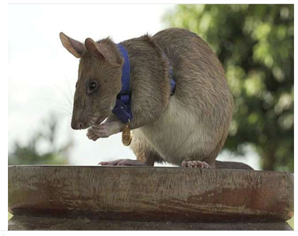 वजन 1.2 किलो, लंबाई 70 सेंटीमीटर, ये है गोल्ड मेडलिस्ट चूहा, कारनामा जानकर रह जाएंगे हैरान